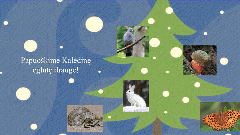 Kaled seimadienis.jpg