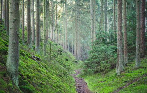 Juodkrantes sengire.jpg