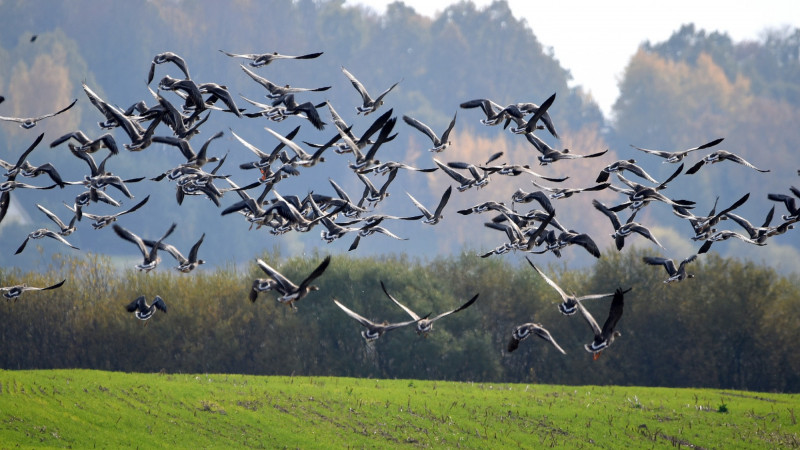 Pauksciu sugriztuves.jpg