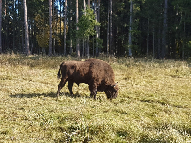 Stumbras Dzūkijos NP_1m.jpg