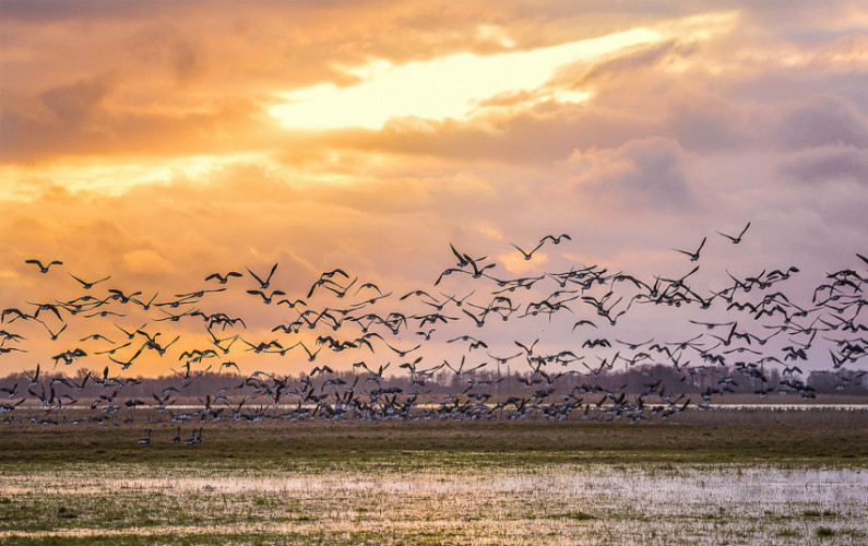 Pauskciu palydos Nemuno deltoje.jpg