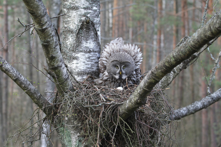 Pelėda_Kęstučio Čepėno nuotrauka.jpg