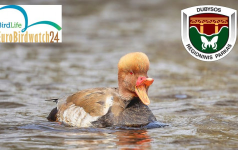 Pauksciai Dubysoje.jpg