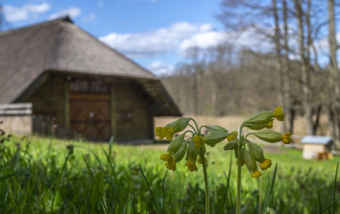 Stripeikiu renginys.jpg