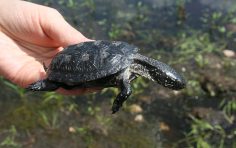Baliniai vezliai2_foto D. Rakauskaites.jpg