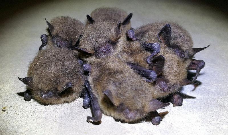 vandeniniai peleausiai_Mindaugo Kirstuko foto.jpg