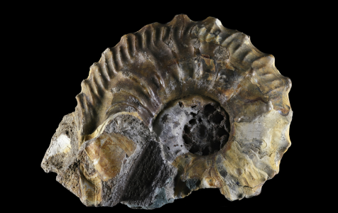 Paleo Paroda CLIP.png