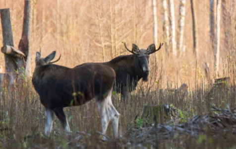 Briedziai_V. Stirkės foto.jpeg