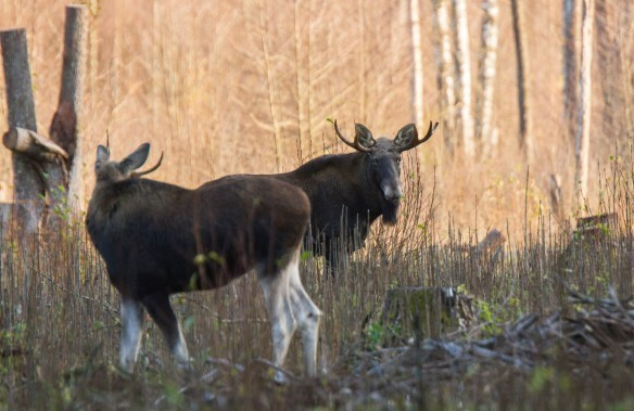 Briedziai_V. Stirkės foto.jpeg