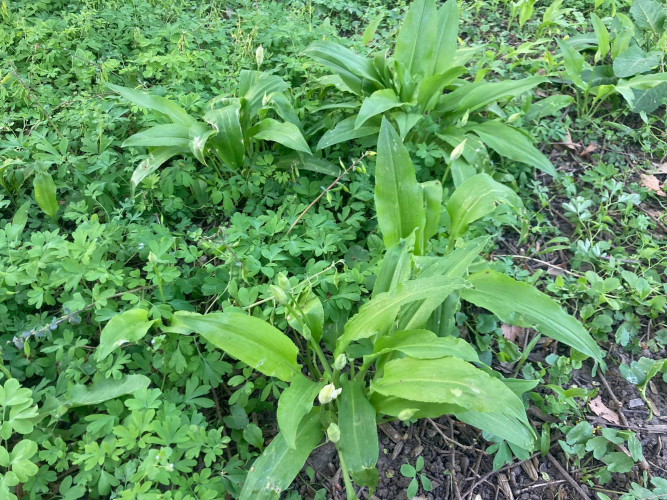 Meskinis cesnakas.jpg