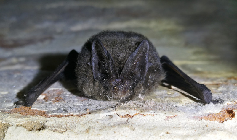 Europinis plačiaausis. Nuotrauka - M. Kirstuko.