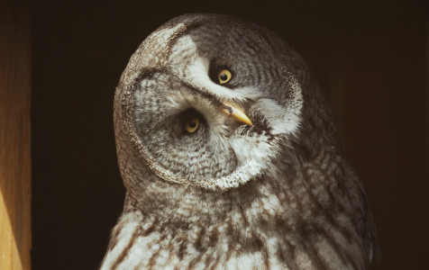 Uralinė pelėda. Nuotrauka K. Kajėno.