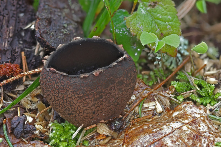 Krateriškas taurunis. Nuotrauka - M. Gasparavičiaus-