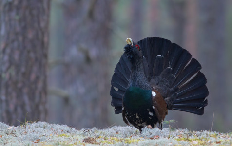 Kurtinys_M.Čepulio nuotr_.jpg