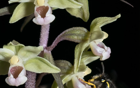 Trumpalapis skiautalūpis_R. Čiuplio nuotrauka..jpg