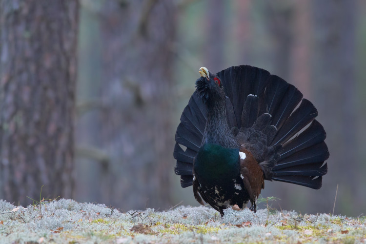 Kurtinys_M.Čepulio nuotr_.jpg