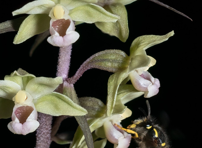 Trumpalapis skiautalūpis_R. Čiuplio nuotrauka..jpg