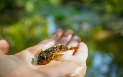 Paprastasis kūjagalvis A.Kubiliaus nuotr..jpg