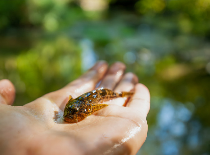 Paprastasis kūjagalvis A.Kubiliaus nuotr..jpg