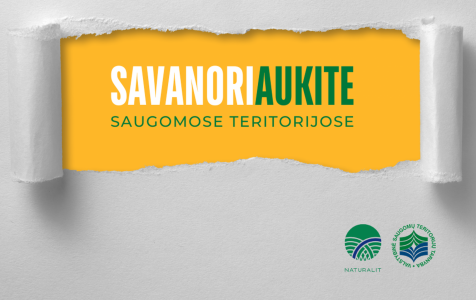Savanoriaukite.png