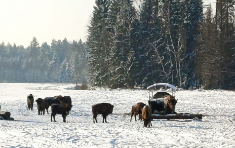 Stegaliu stumbrynas_1.jpg