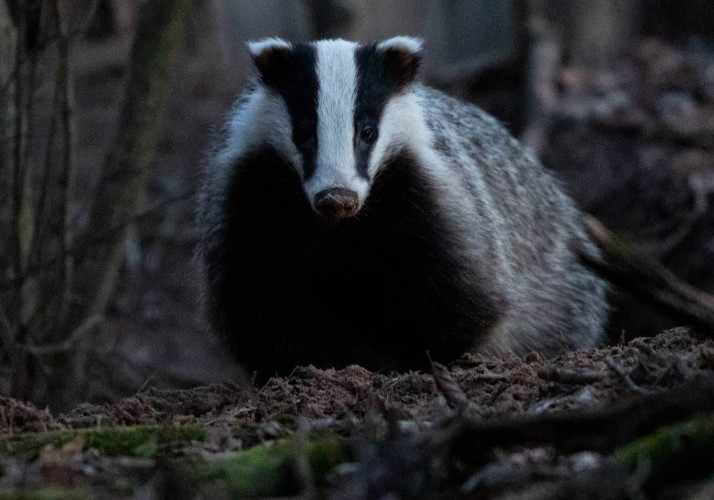 Barsukas. Eglės Sukackienės nuotrauka..jpg
