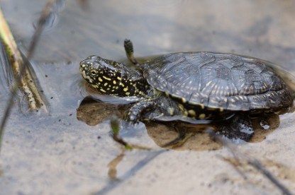 Balinis vezlys_E. Sukackienes foto.jpg