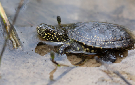 Balinis vezlys_E. Sukackienes foto.jpg