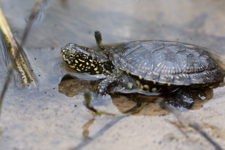 Balinis vezlys_E. Sukackienes foto.jpg