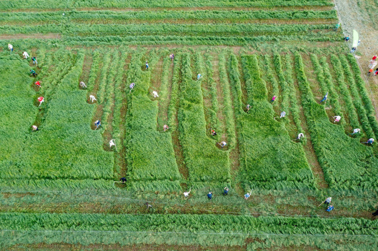 Šienpjovių čempionatas. V. Ščiavinsko nuotrauka