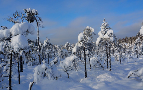 Pelkiu_zygis_S.Sidabro n..JPG