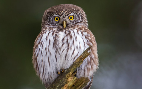 Žvirblinė pelėda.JPG