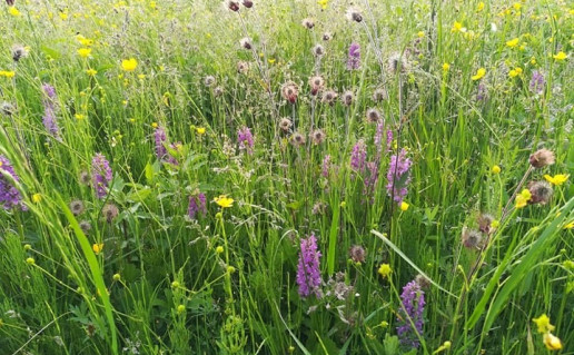 Ancios siaurines apyezeres pieva.jpg