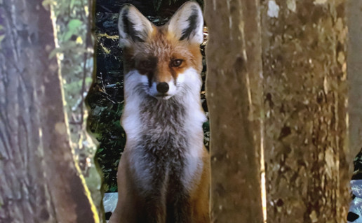 NKRP LC IMG_1872.jpg