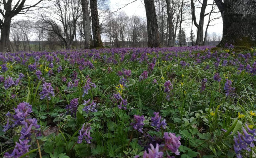 paprastasis rūtenis Vainežerio parke.jpg