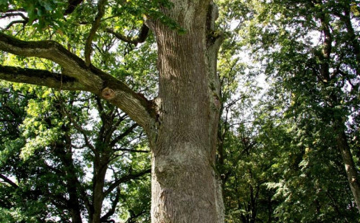 1_Bradesių ąžuolas. Autorė N. Ribokaitė.jpg