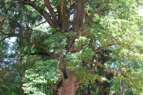 Purvino II ąžuolas 294.jpeg