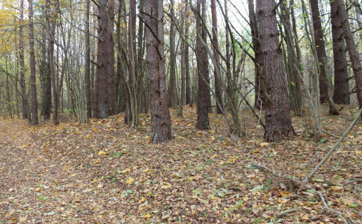 Labotiškių, Degsnės pilkapynas iš PR pusės tadas žemaitis 2022 10 20.jpg