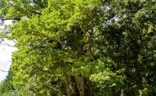 purvino 2 azuolas marijaus medišausko foto.jpg