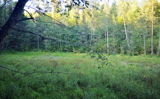 laumes duobe Merkuris Grigas.jpeg