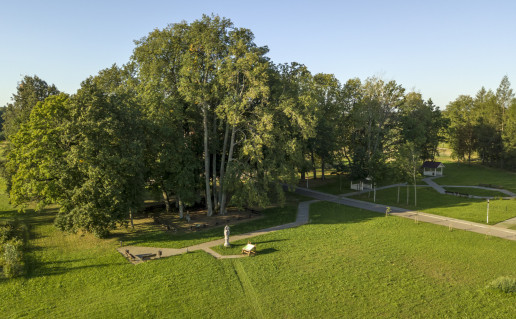 Lama, Liep╓ pav╙sin╙.jpg