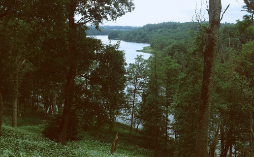 acacia viktorija foto.jpg