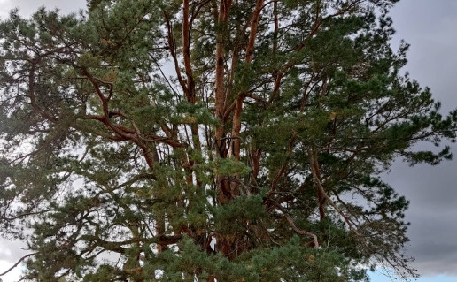 Kalnelio pušis6.jpg