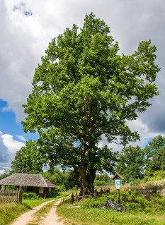 karpakėlio ąžuols Marijus Medišauskas.jpg
