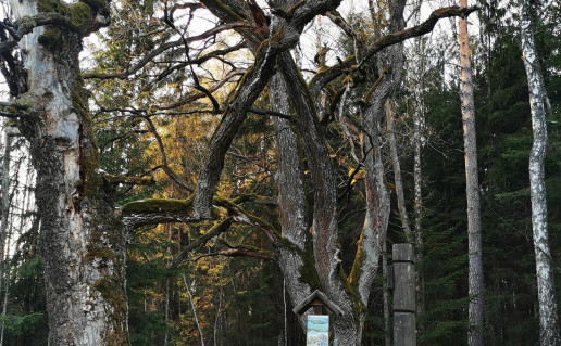 Purvino I ąžuolas  (1).jpg