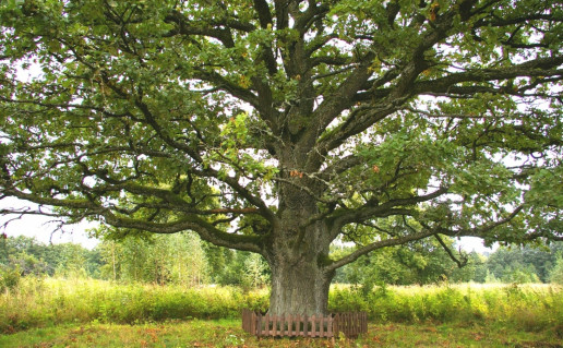Žiūkeliškių ąžuolas.jpg