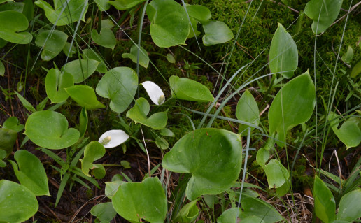 Gurakalnes pelkes takas (4).jpg