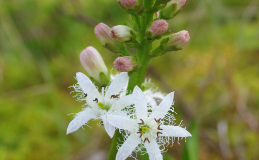 Trilapis puplaiškis (lot. Menyanthes trifoliata) dekiškių ez 2008 05 I d.jpg