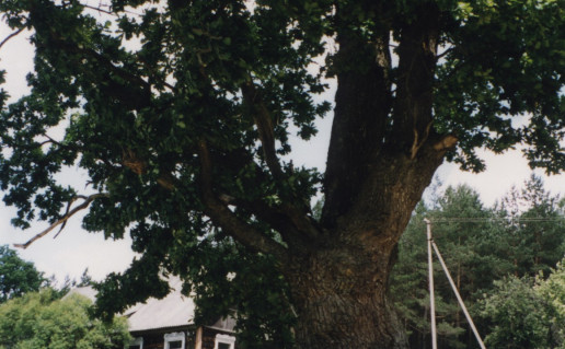 Karpakelio azuolas (2).jpg