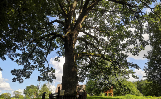 Bradesių ąžuolas.jpg